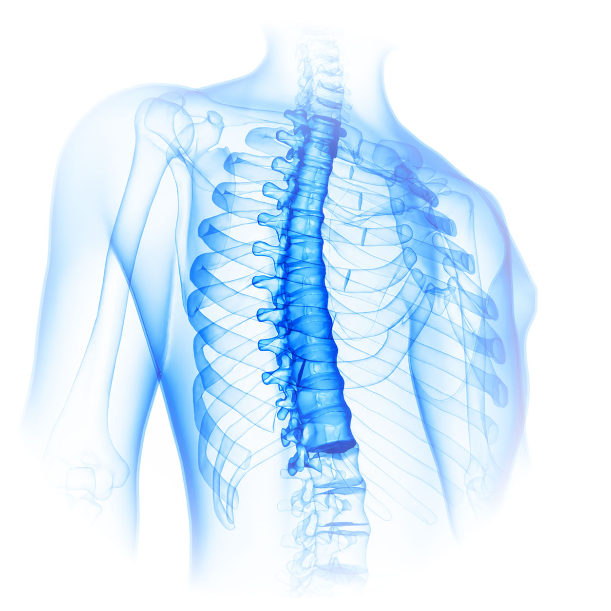 Colonna-Vertebrale---REDEMED